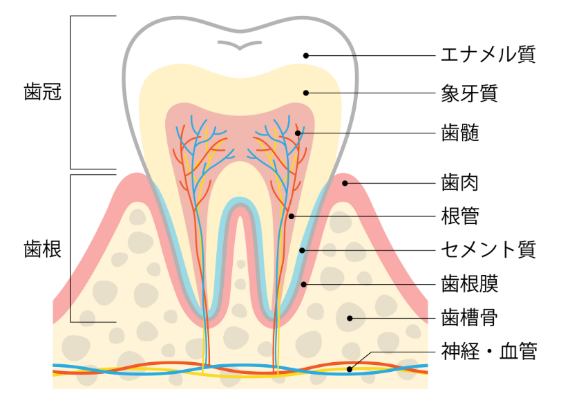 根管治療の目的|あおやま歯科
